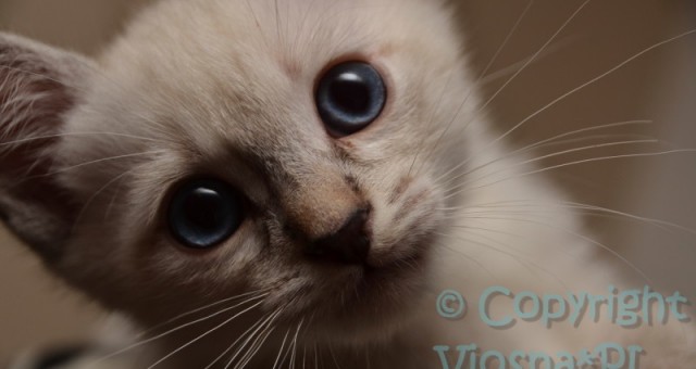 Morris Viosna*PL