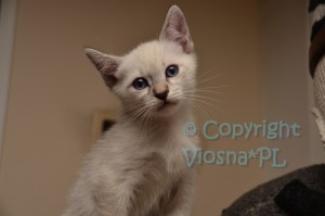 Morris Viosna*PL