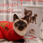 Whisper Amelia*PL - kot tajski , thai cat