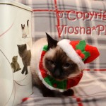Elmirka VIosna*PL