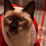 kot tajski , thai cat Viosna*PL