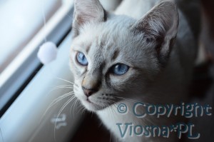 Morris Viosna*PL