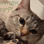 Helenka Viosna*PL - kot tajski , thai cat