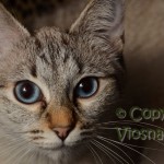 Helenka Viosna*PL - kot tajski , thai cat
