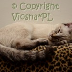 Morris Viosna*PL