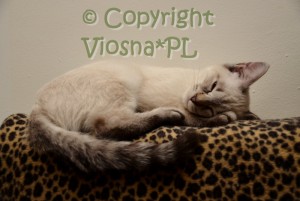 Morris Viosna*PL