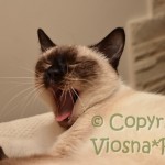 Elmirka Viosna*PL
