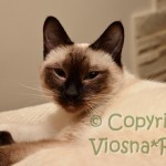 Elmirka Viosna*PL - kot tajski , thai cat