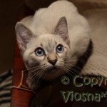 Morris Viosna*PL