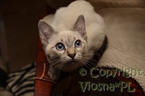 Morris Viosna*PL