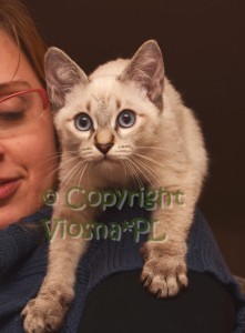 Morris Viosna*PL
