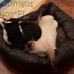Cody & Dziabąg
