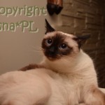 Elmirka Viosna*PL