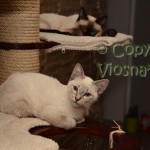 Morris Viosna*PL