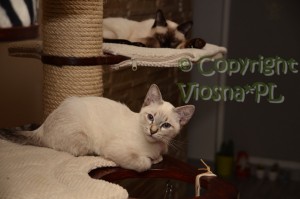 Morris Viosna*PL