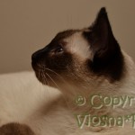 Elmirka Viosna*PL - kot tajski , thai cat