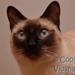 Joker Viosna*PL - kot tajski , thai cat