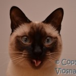 Joker Viosna*PL - kot tajski , thai cat