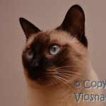 Joker Viosna*PL - kot tajski , thai cat