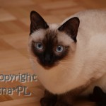 Joker Viosna*PL - kot tajski , thai cat