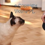 Joker Viosna*PL