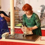 Elmirka w WCF Ring