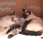 Helenka, Whisper i miot N