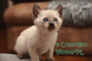 Ofelia Viosna*PL