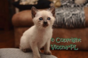 Ofelia Viosna*PL