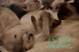 Orfeusz i Neo Viosna*PL