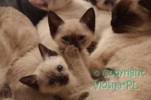 Orfeusz i Neo Viosna*PL