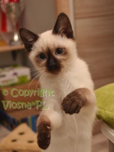 Ofelia Viosna*PL
