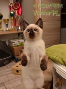 Ofelia Viosna*PL
