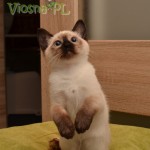 Olena Viosna*PL