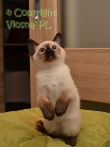 Olena Viosna*PL