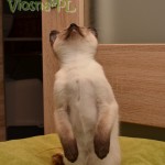 Olena Viosna*PL