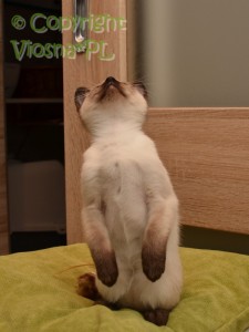 Olena Viosna*PL