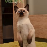 Olena Viosna*PL