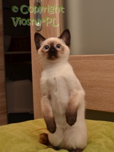Olena Viosna*PL
