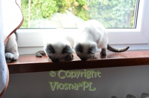 Ofelia & Olenka Viosna*PL