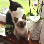 Dziabąg & Neo