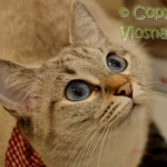 Helenka Viosna*PL