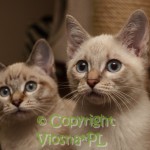 Nutella & Neo