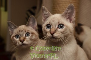 Nutella & Neo