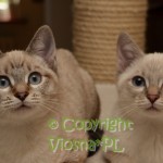 Nutella & Neo