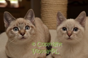 Nutella & Neo