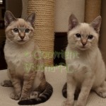 Nutella & Neo