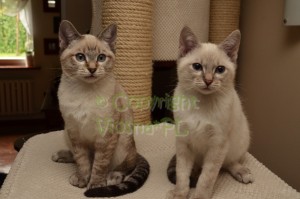 Nutella & Neo