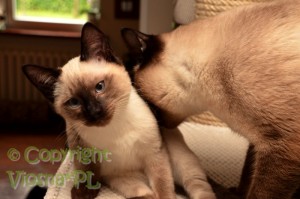 Neo i Cody