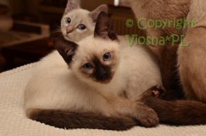 Orfeusz Viosna*PL